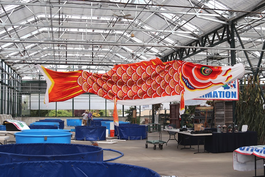 Tank setup at Sky Nursery Washington Koi & Water Garden Society